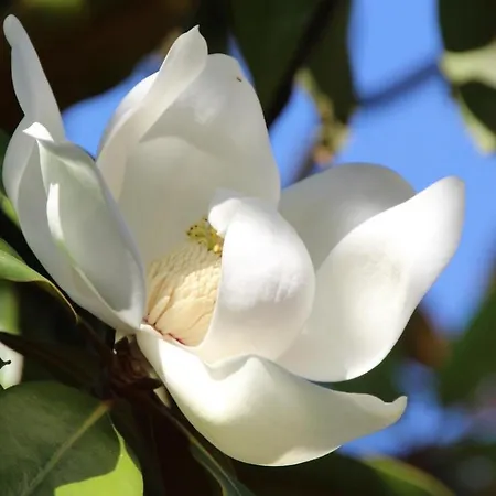 Le Magnolia 3*